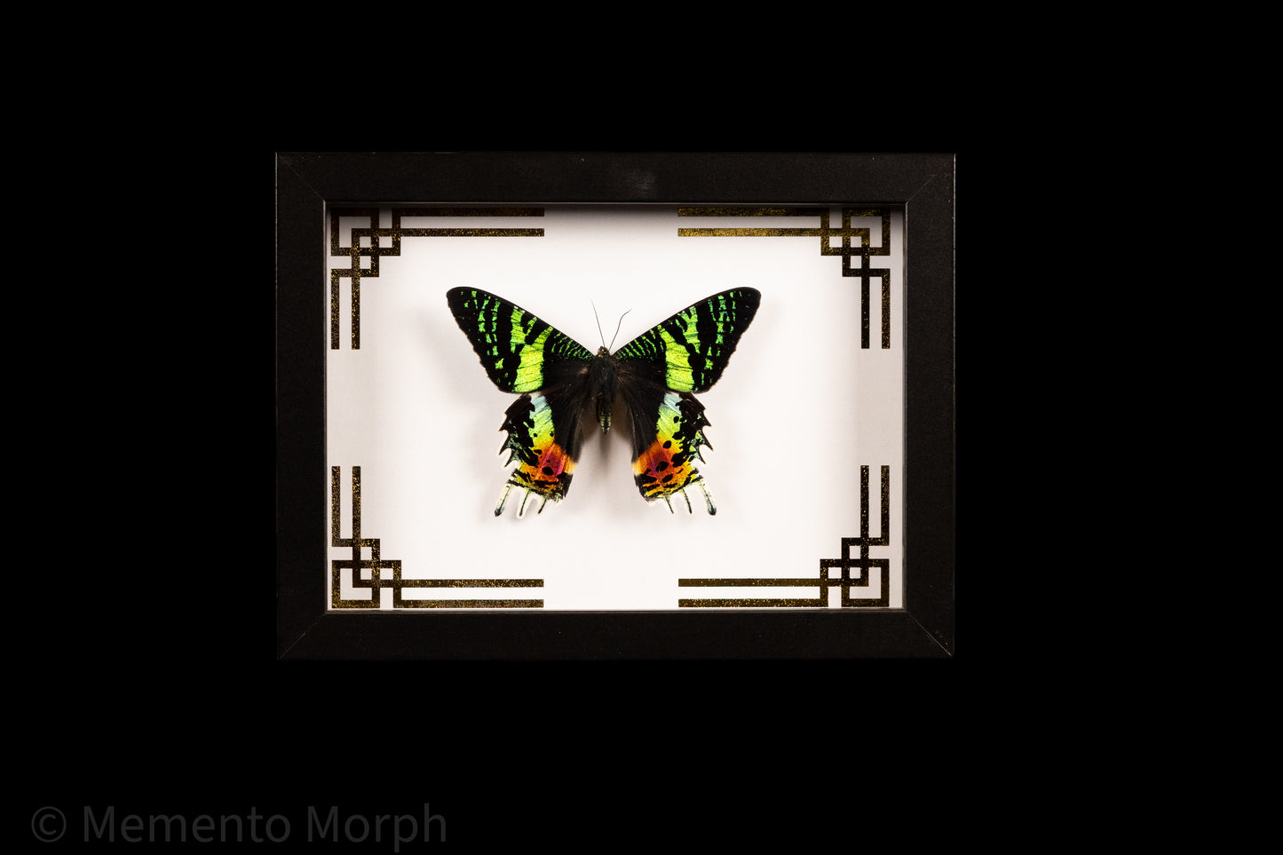Framed Urania Ripheus Moth with Gold Japanese Ornamental Background