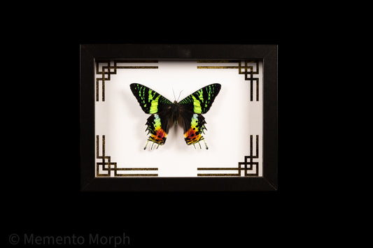 Framed Urania Ripheus Moth with Gold Japanese Ornamental Background