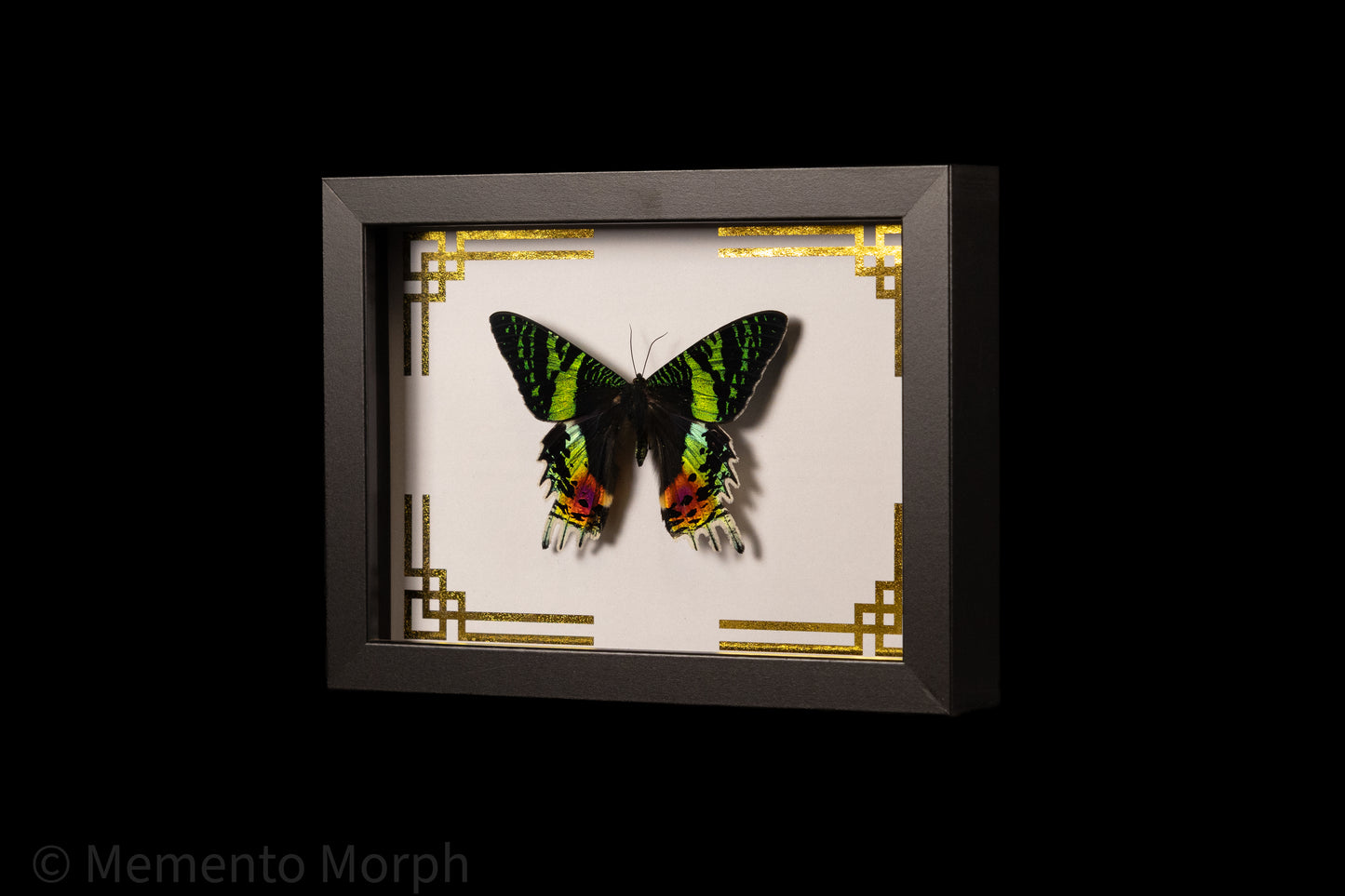 Framed Urania Ripheus Moth with Gold Japanese Ornamental Background