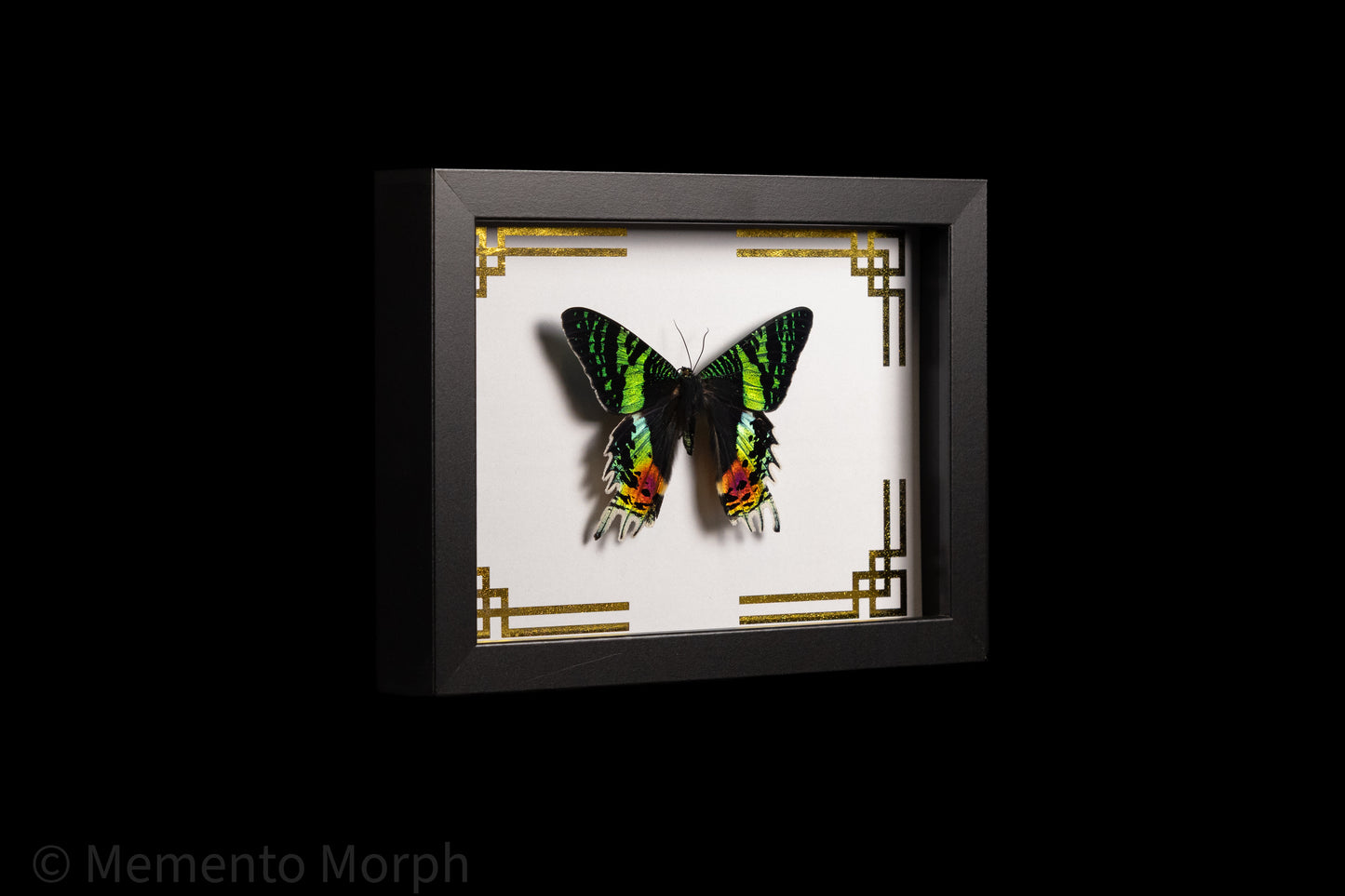 Framed Urania Ripheus Moth with Gold Japanese Ornamental Background