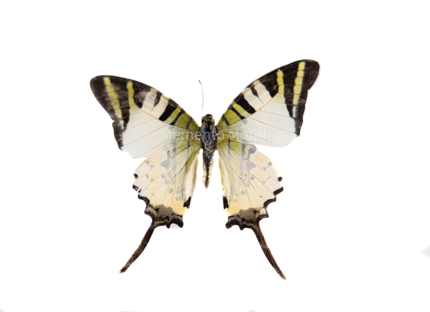 Graphium Antiphates (Folded Wings)