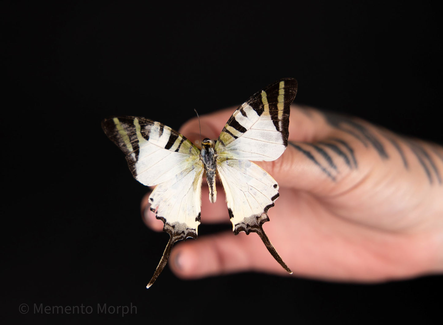 Graphium Antiphates (Folded Wings)