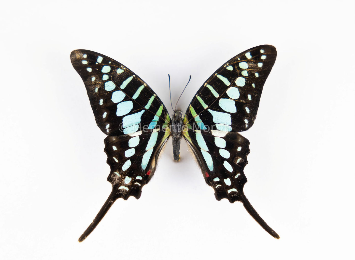 Graphium Policenes (Folded Wings)