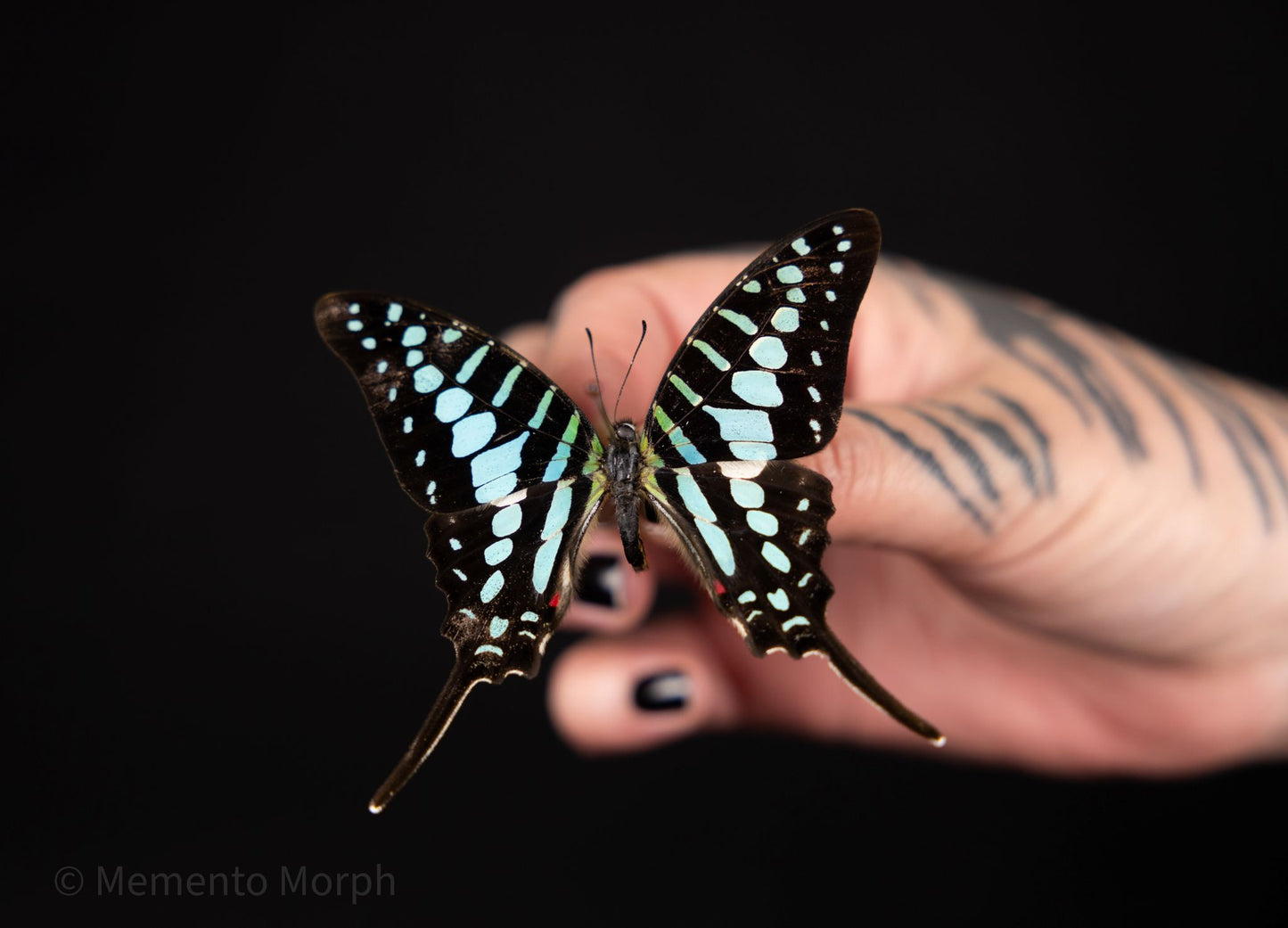 Graphium Policenes (Folded Wings)