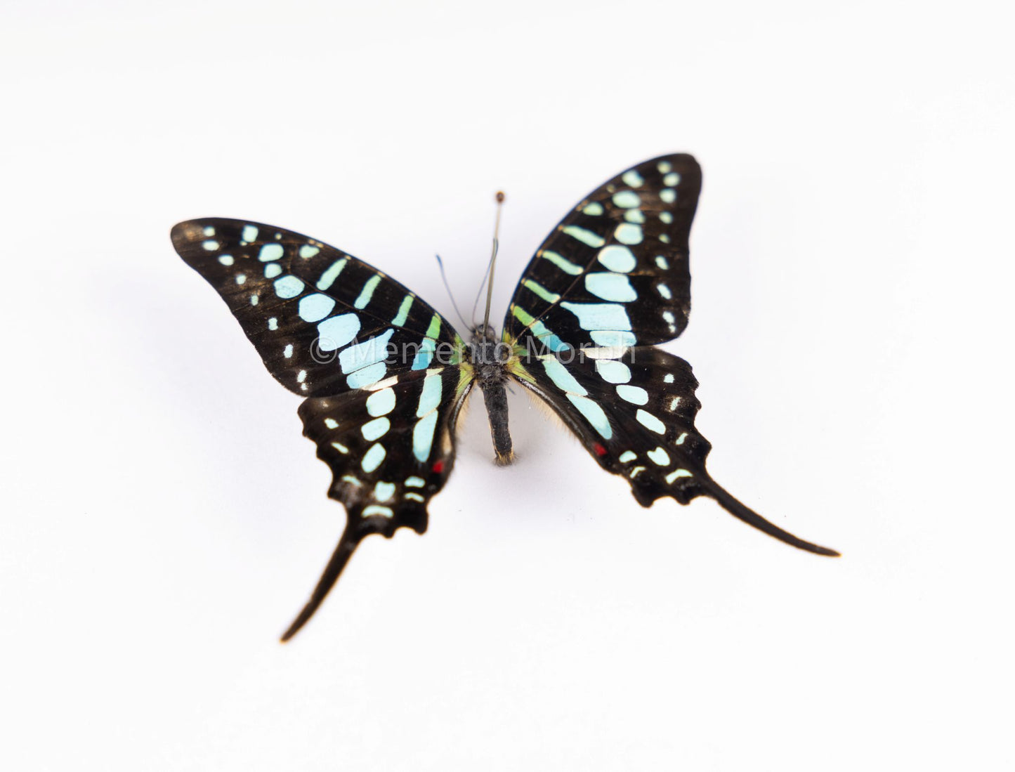 Graphium Policenes (Folded Wings)