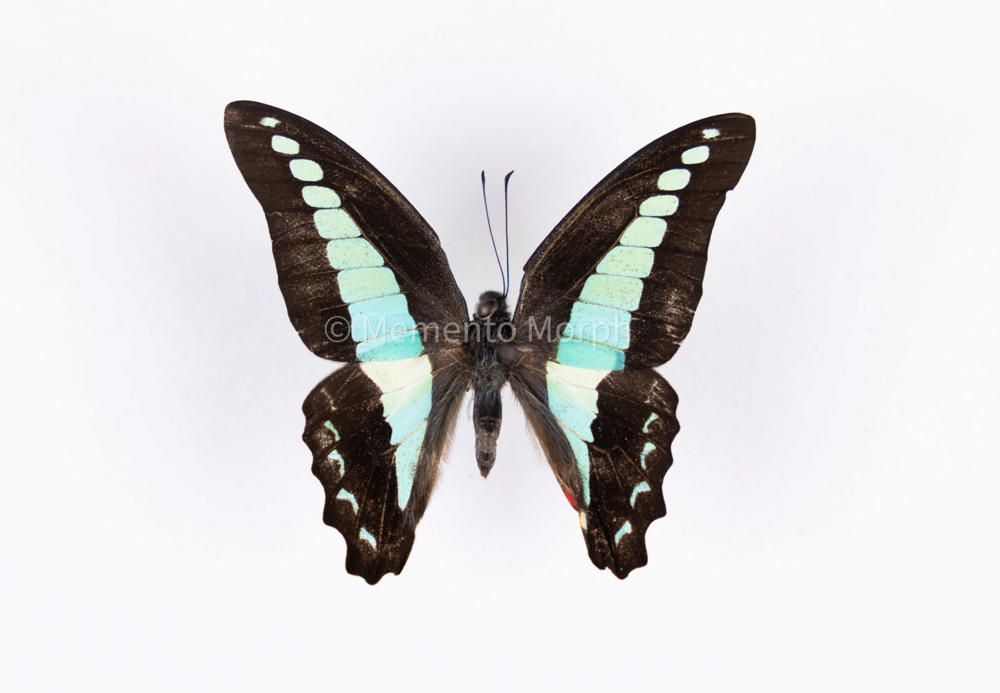 Graphium Sarpedon (Folded Wings)