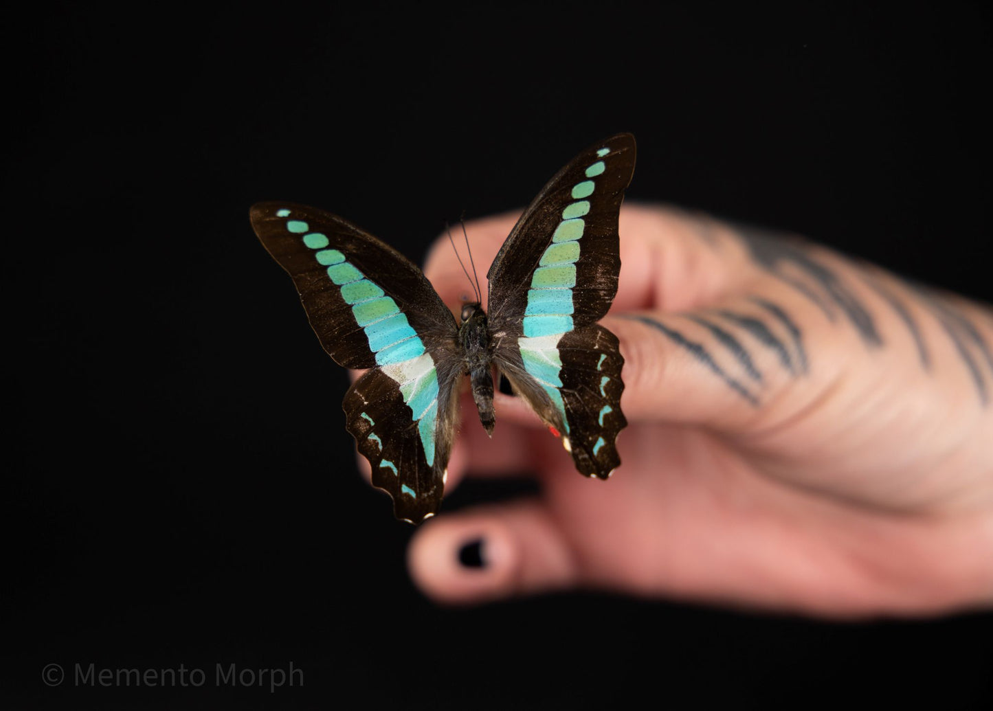 Graphium Sarpedon (Folded Wings)