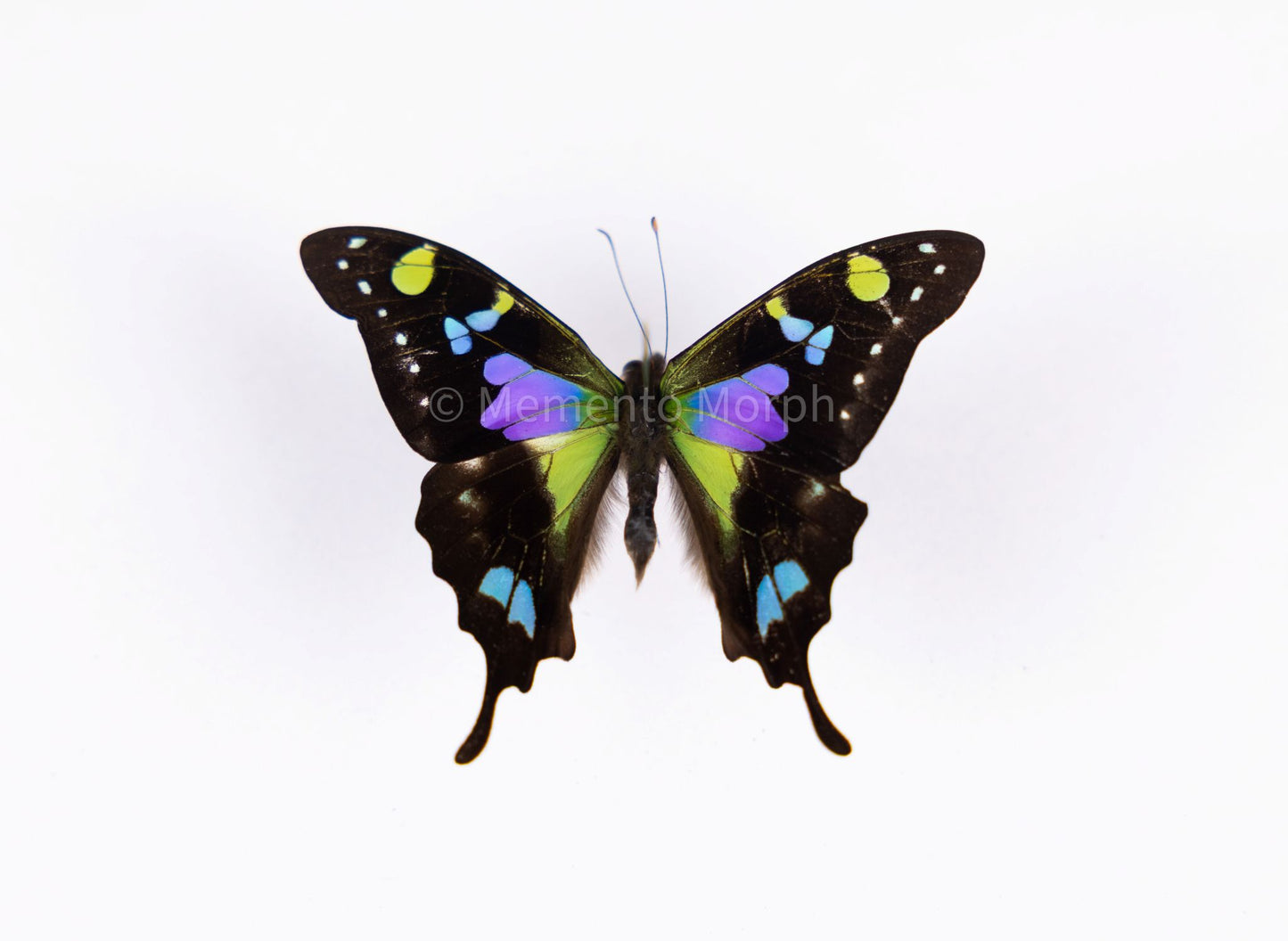 Graphium Weiskei (Folded Wings)