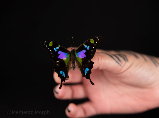 Graphium Weiskei (Folded Wings)