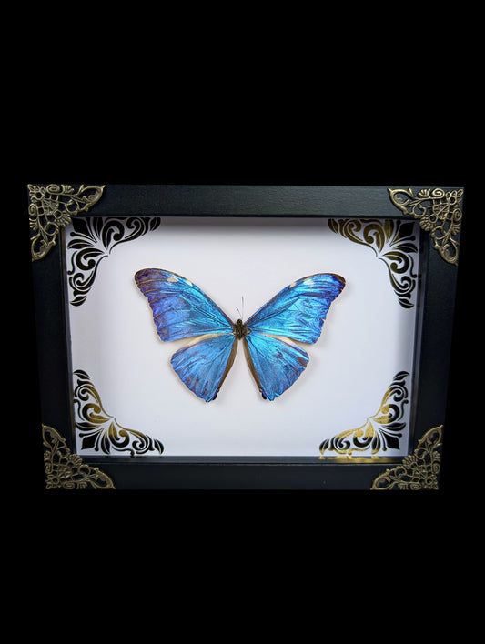 Framed Morpho Adonis with Gold Ornamental Background