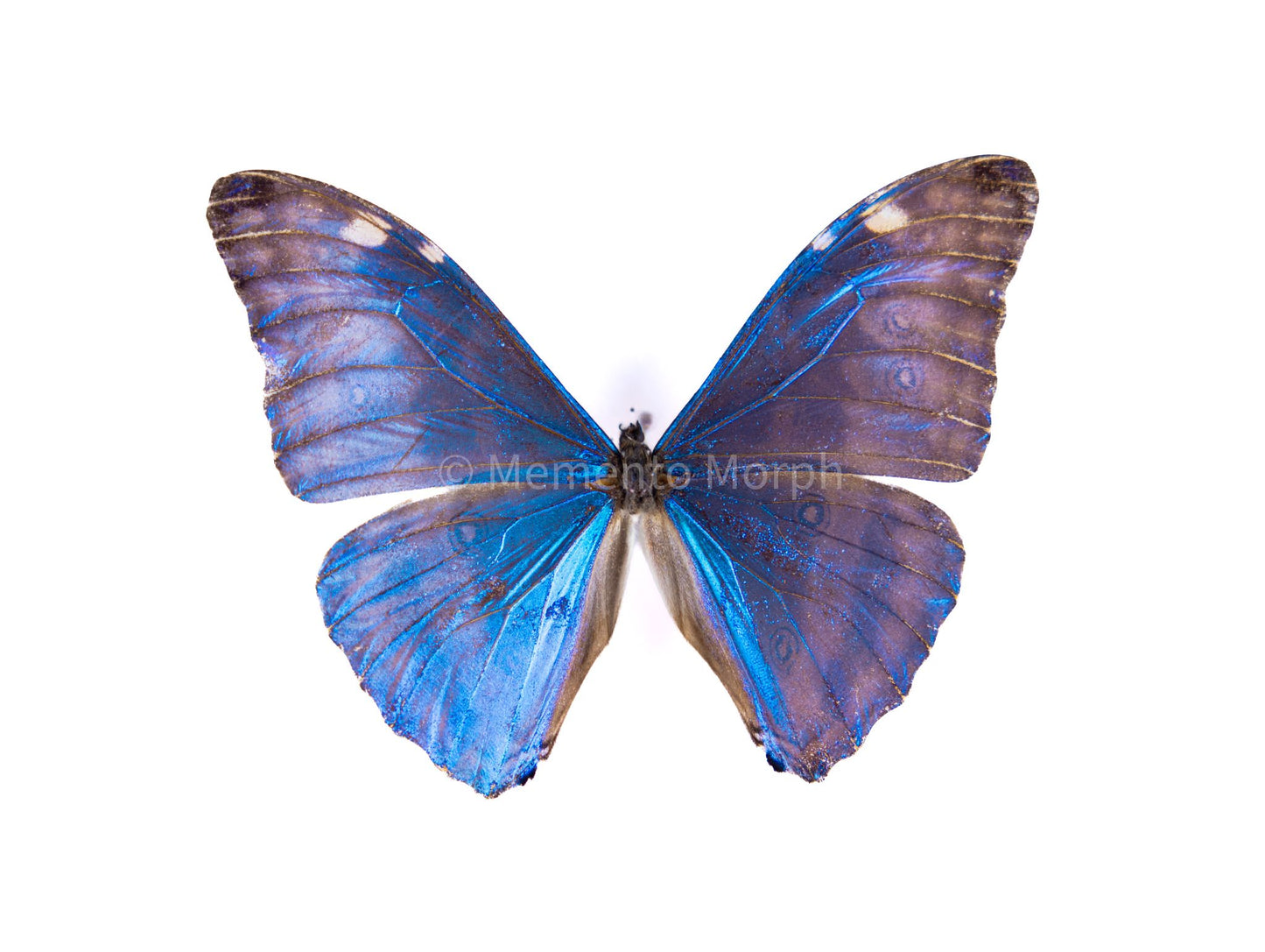 Morpho Adonis (Folded Wings)