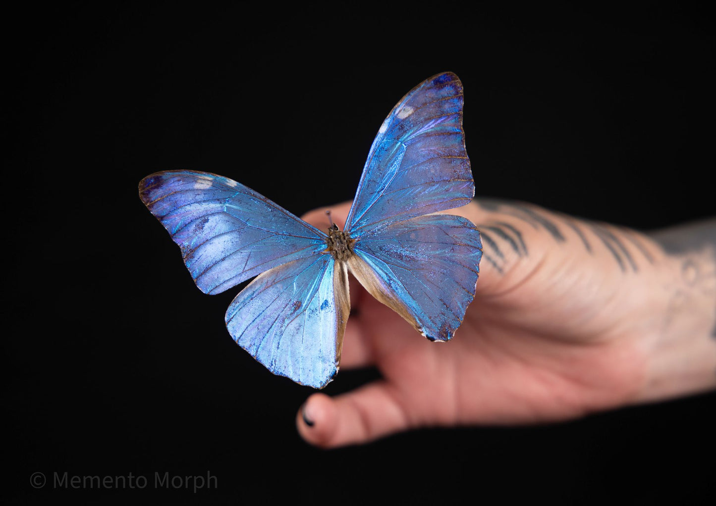 Morpho Adonis (Folded Wings)