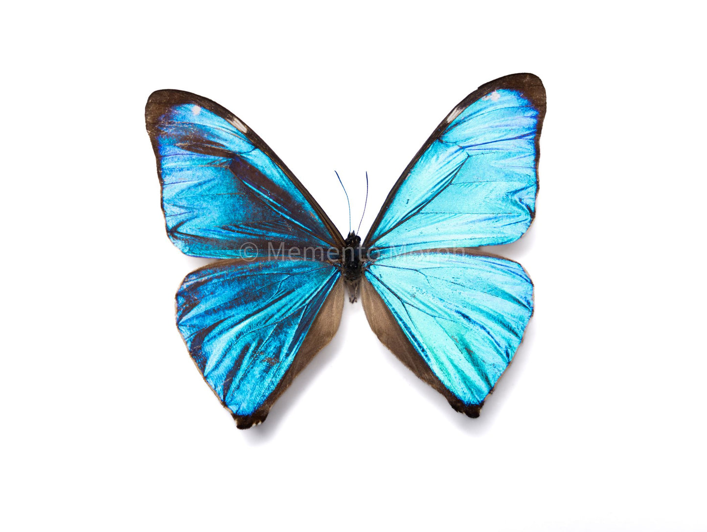 Morpho Aega (Folded Wings)