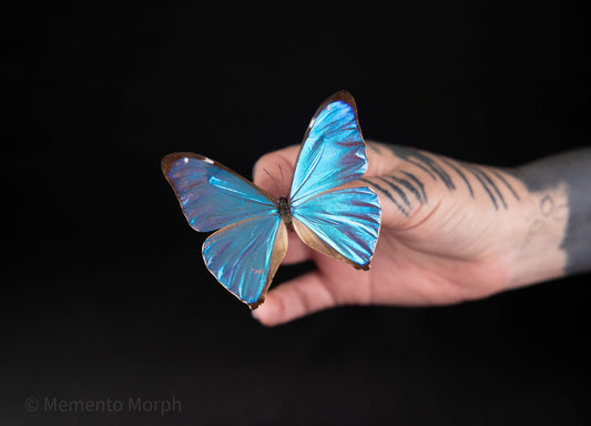 Morpho Aega (Folded Wings)