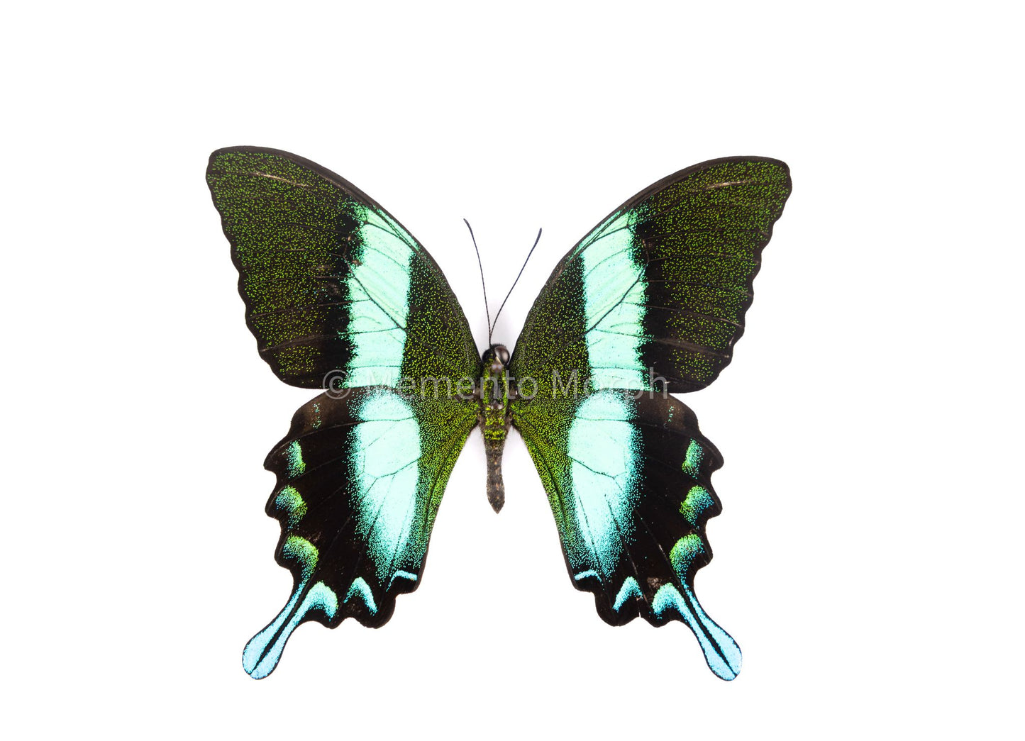 Papilio Blumei (Folded Wings)