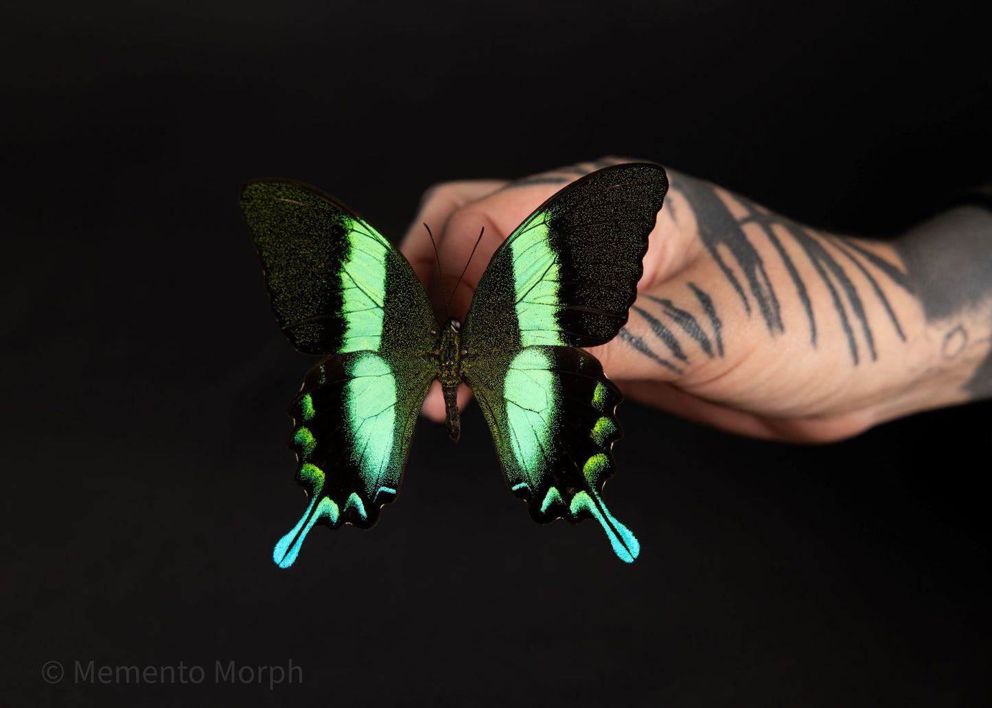 Papilio Blumei (Folded Wings)