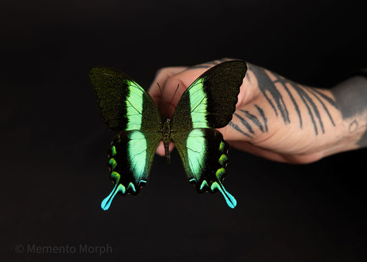 Papilio Blumei (Folded Wings)