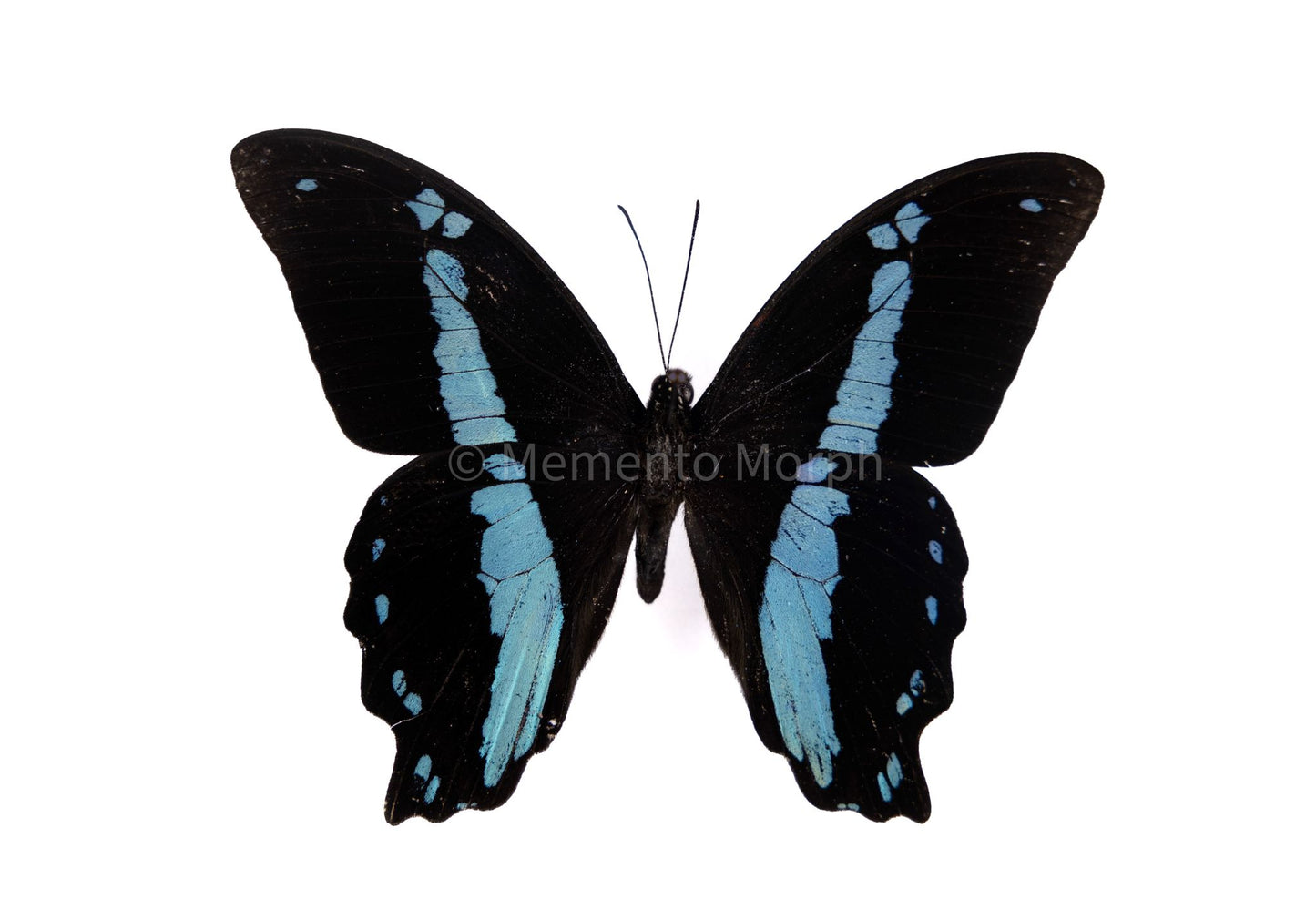 Papilio Bromius (Folded Wings)