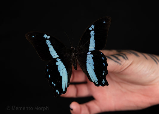 Papilio Bromius (Folded Wings)