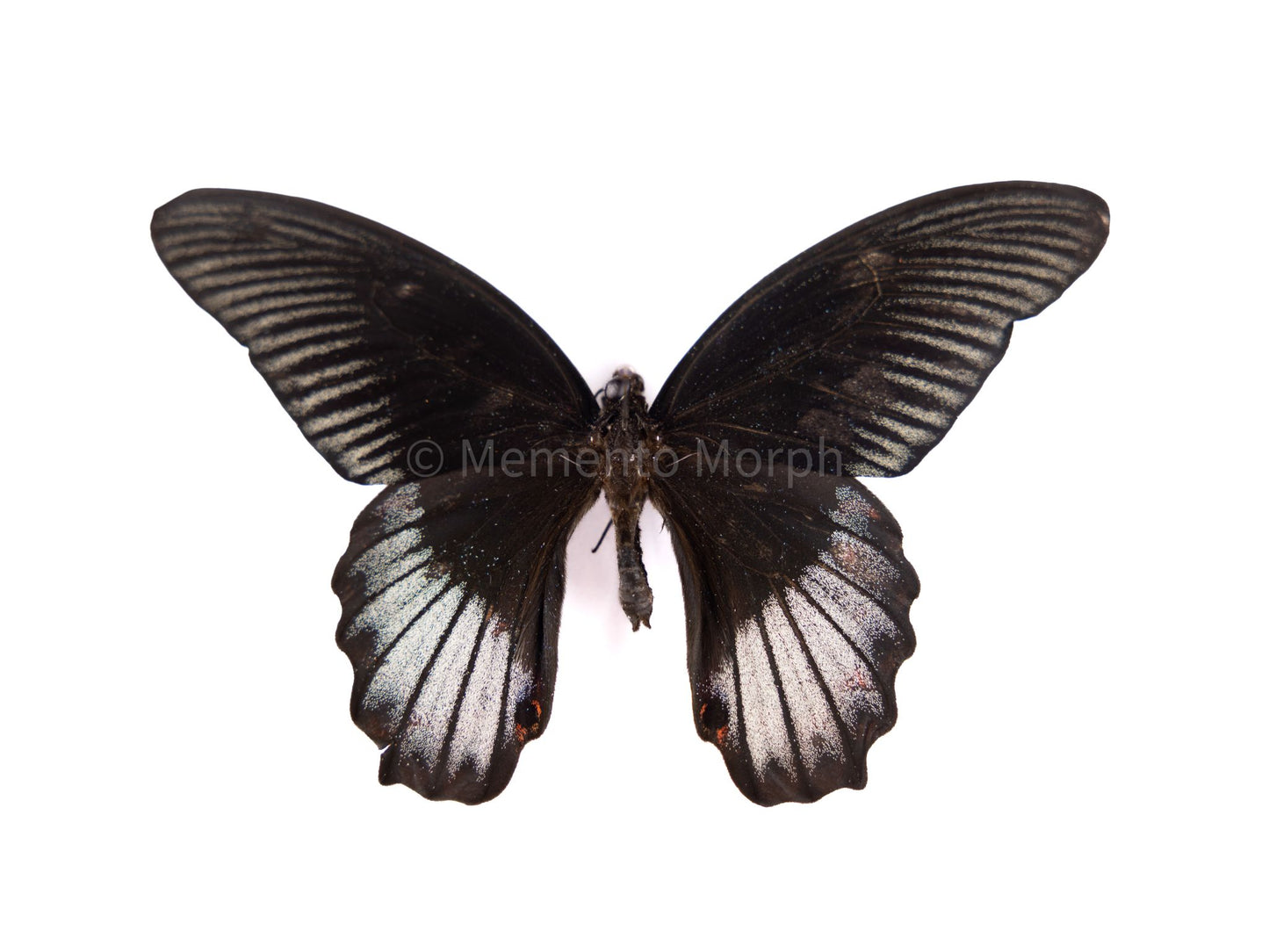 Papilio Rumanzovia (Folded Wings)