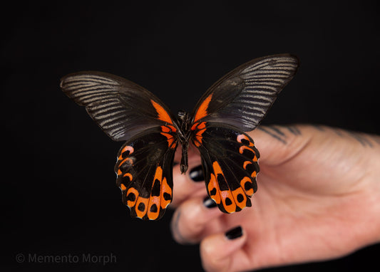 Papilio Rumanzovia (Folded Wings)