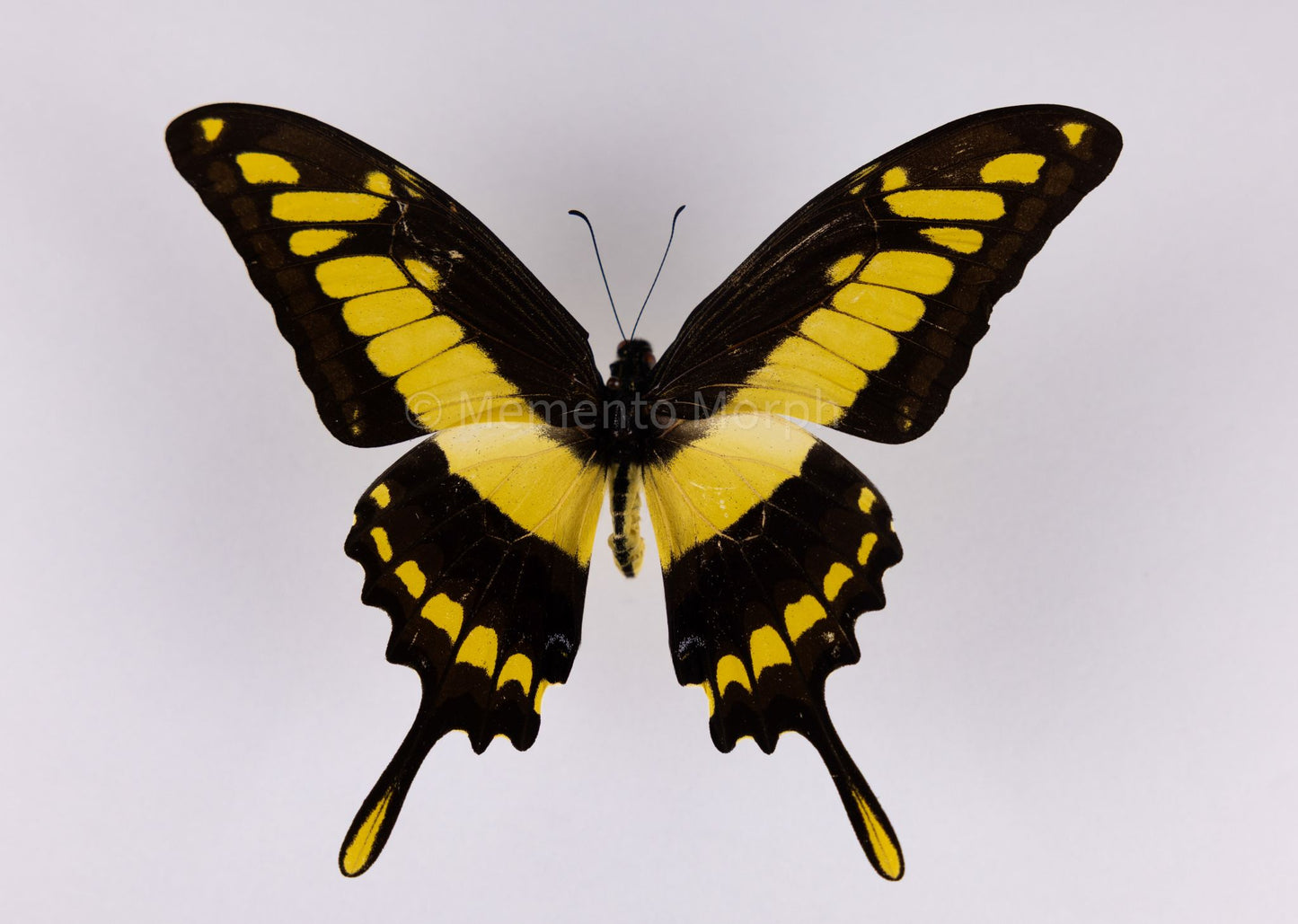 Papilio Thoas (Folded Wings)
