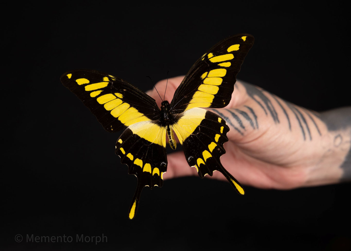 Papilio Thoas (Folded Wings)