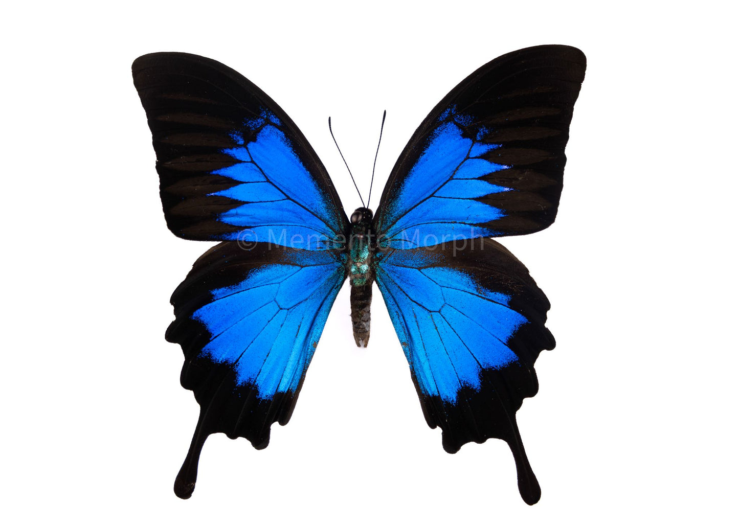 Papilio Ulysses (Folded Wings)