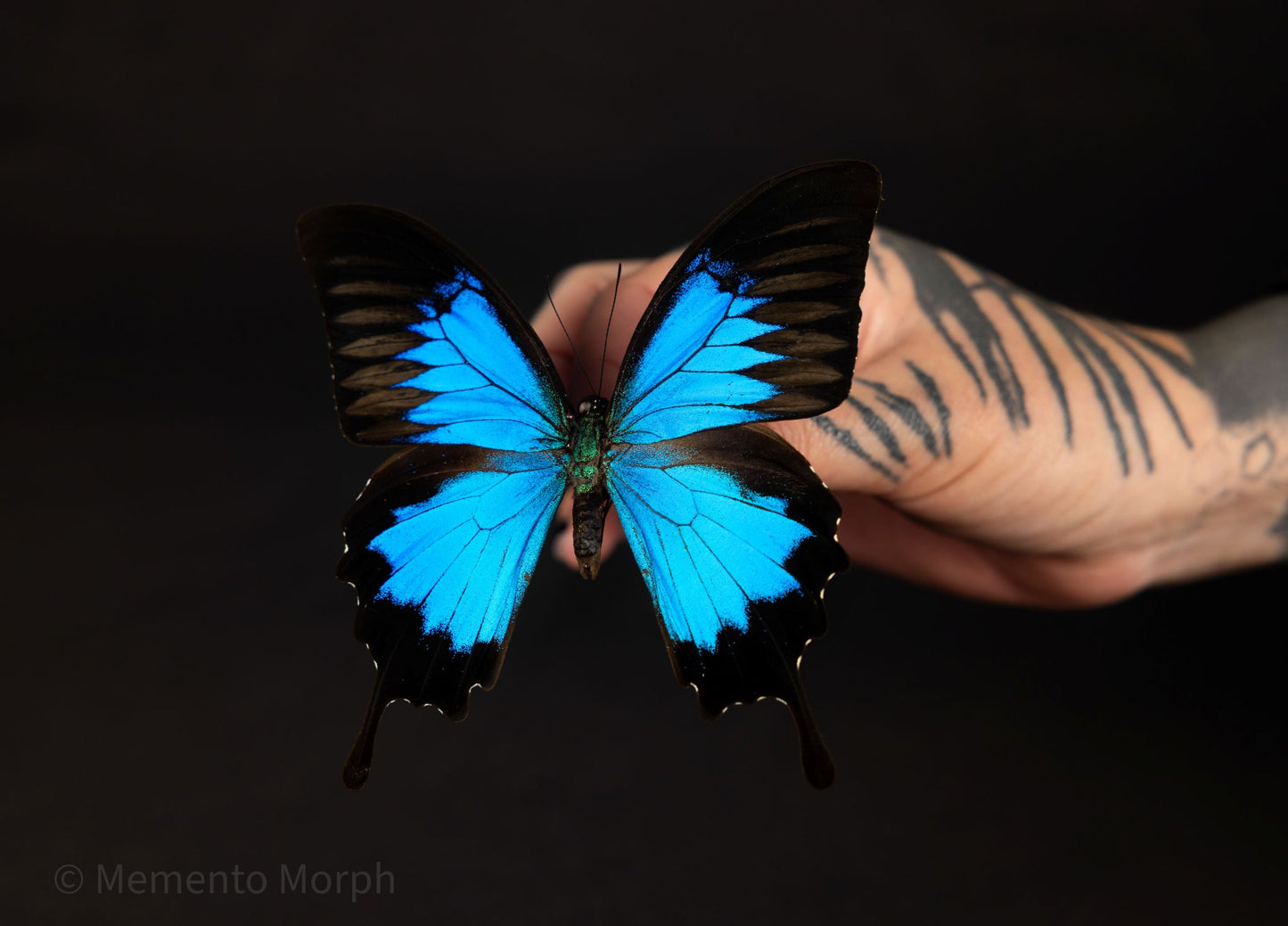 Papilio Ulysses (Folded Wings)