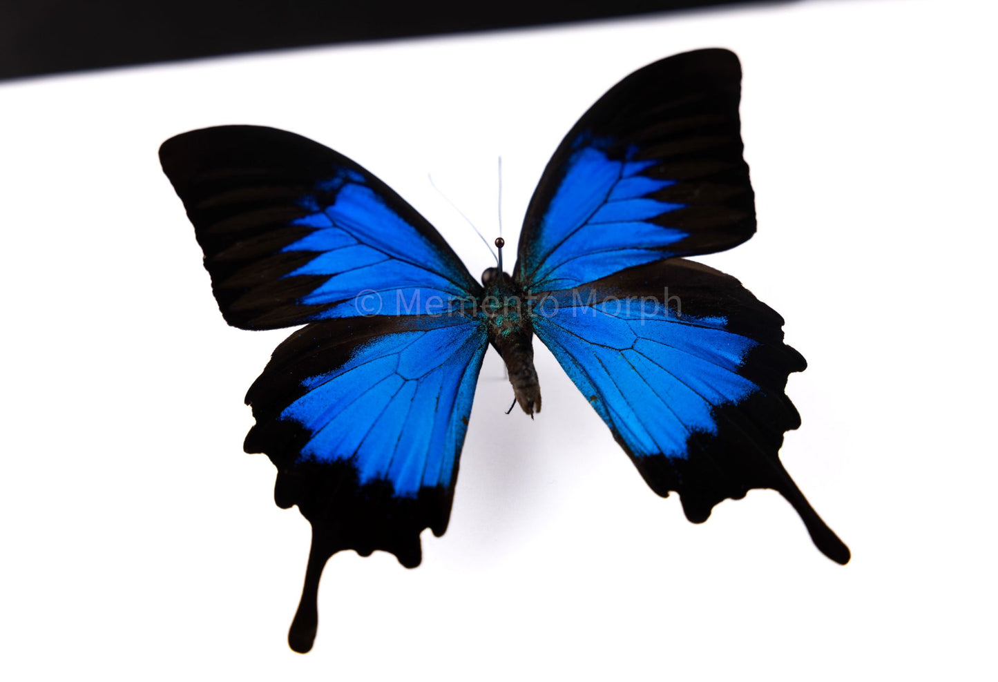 Papilio Ulysses (Folded Wings)