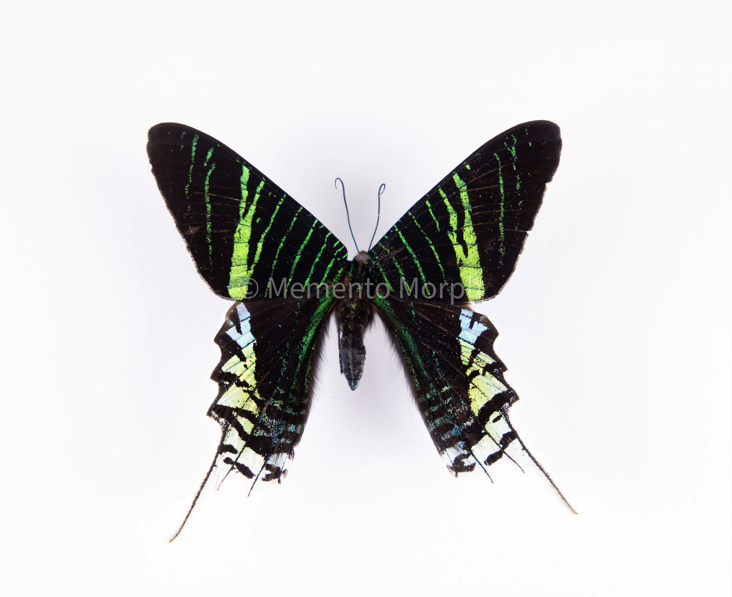 Unmounted Urania leilus – Green-banded Urania Moth (Folded Wings)