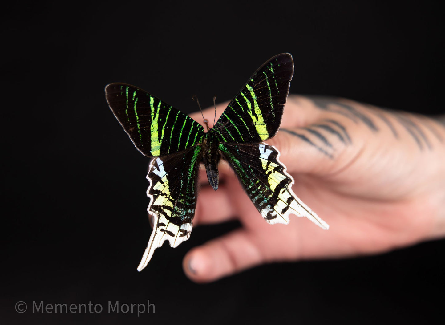Unmounted Urania leilus – Green-banded Urania Moth (Folded Wings)