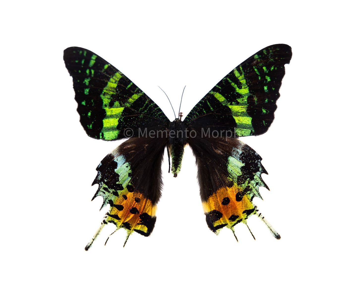 Unmounted Urania Ripheus – Madagascan Sunset Moth (Folded Wings)