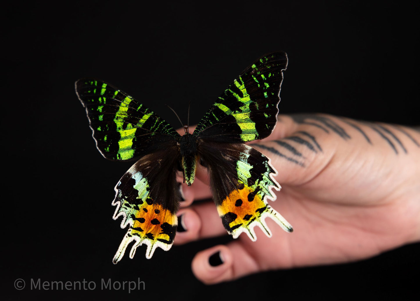 Unmounted Urania Ripheus – Madagascan Sunset Moth (Folded Wings)