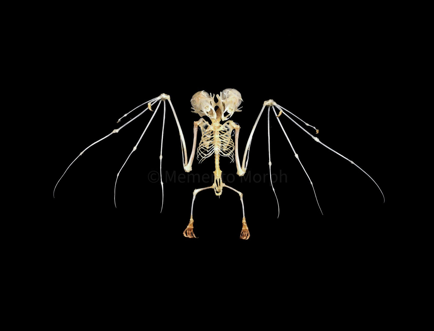 Macroglossus Minimus Skeleton (Preserved)