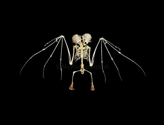 Macroglossus Minimus Skeleton (Preserved)
