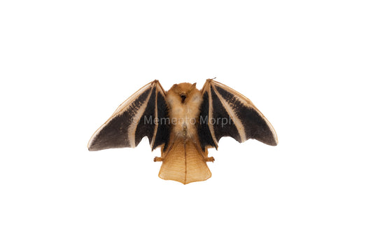 Kerivoula Picta - Half Folded (Preserved)