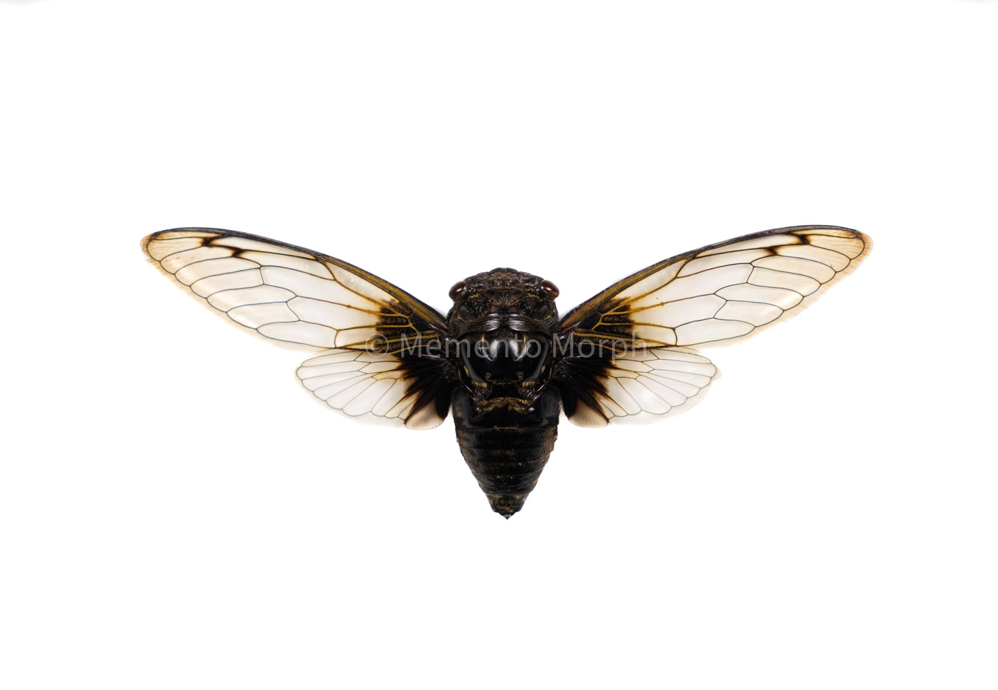 Cryptotympana Nitidula Cicada (Spread)