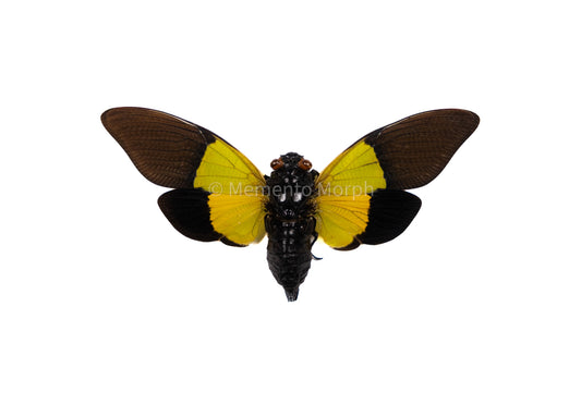 Trengganua Sibylla Cicada (Spread)