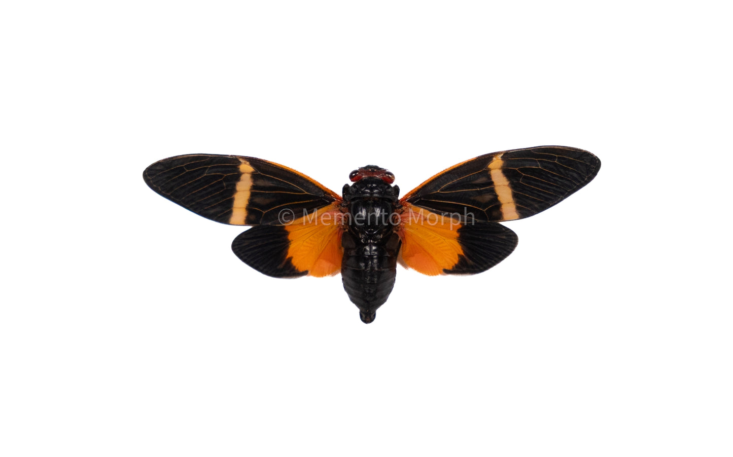 Toseana Paviei Cicada (Spread)