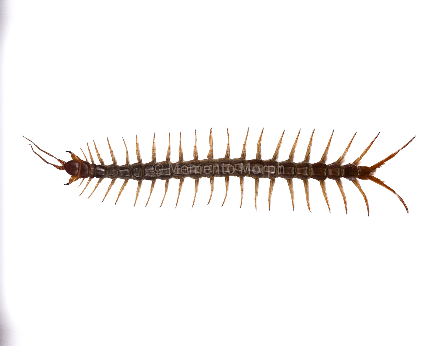 Scolopendra Centipede (Preserved)