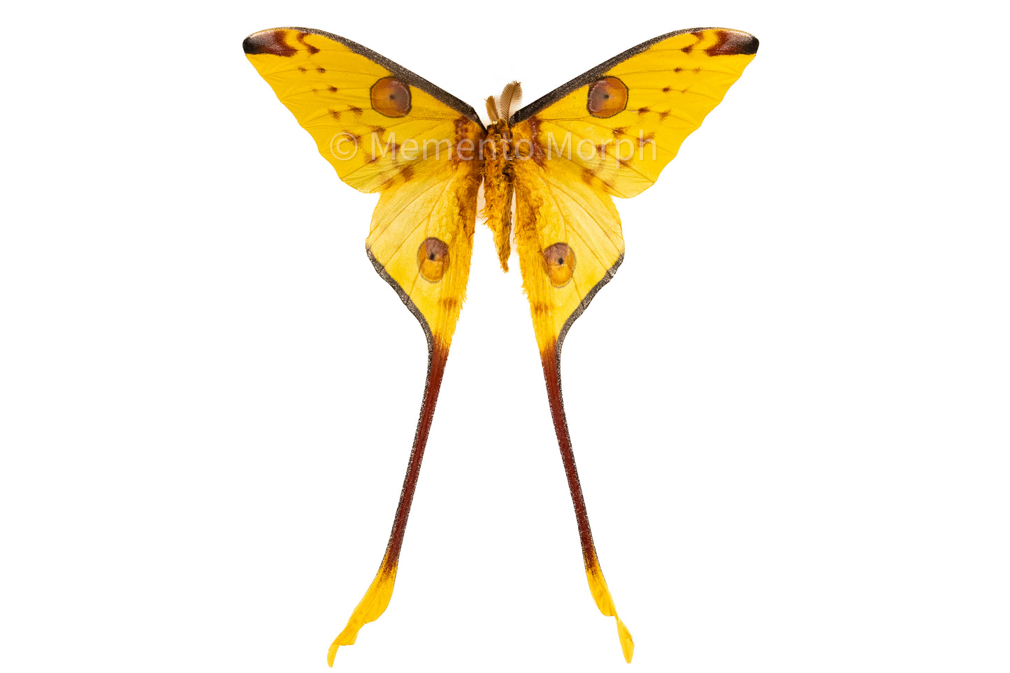 Comet Moth (Folded Wings)