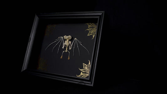 Framed Macroglossus Minimus skeleton with Black background